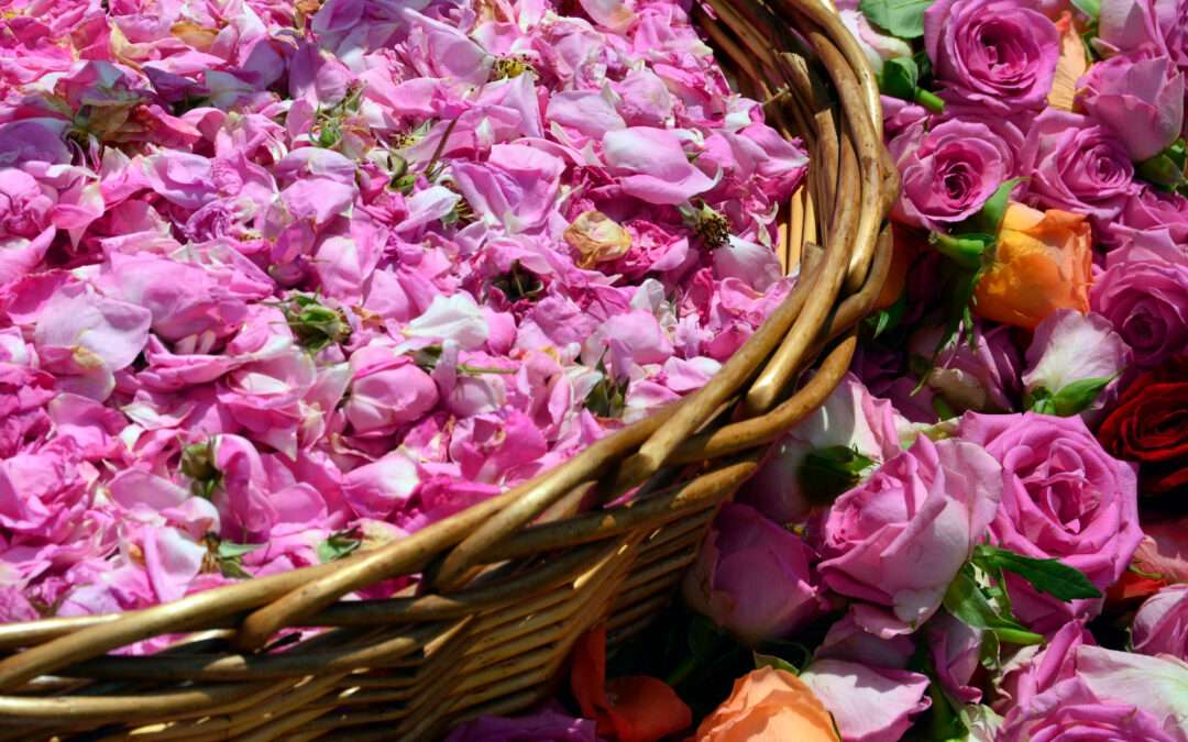 Bucket of roses ready for distillation.